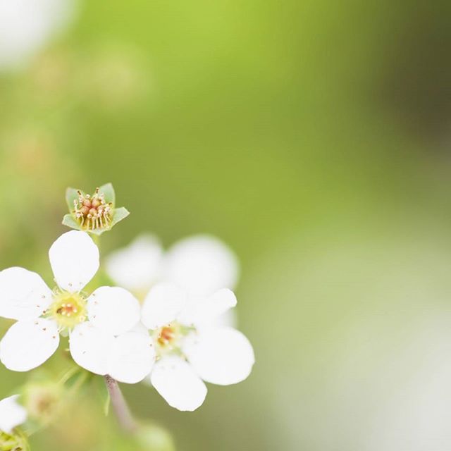 Hello spring! Remember Phoenix, the seeds that you've planted will bloom; they are blooming, so welcome this season with open arms. Keep going. "If we had no winter, the spring would not be so pleasant: if we did not sometimes taste of adversity, prosperity would not be so welcome." -Anne Bradstreet